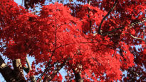 [더오래]가을이 붉은 것은 누군가의 열꽃 때문일까