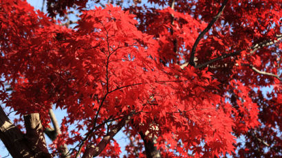 [더오래]가을이 붉은 것은 누군가의 열꽃 때문일까
