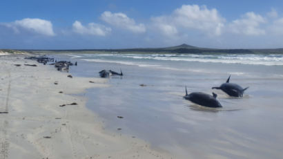 뉴질랜드 앞바다서 고래 집단표류…100마리 떼죽음