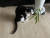 테이블야자를 뜯어먹는 필자의 고양이 호두. 어린아이가 있는 집은 물론이고, 가끔 식물에 호기심을 보이는 고양이나 개도 있어 농약 사용은 위험하다. [사진 김정아]