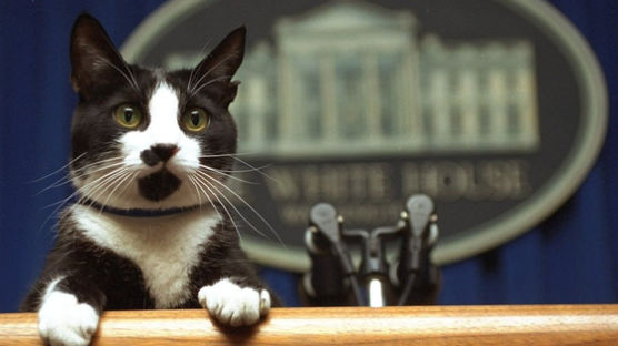 영부인이 원해서…"바이든 백악관, 고양이도 키울 것"