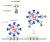 바이러스 수용체인 ACE2 단백질을 항체인 면역 글로불린에 결합한 '마이크로바디' 자료: 셀 리포트