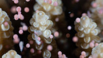 산호가 알을 낳는다? 호주서 포착한 20년 새 최대 규모 산란 장면
