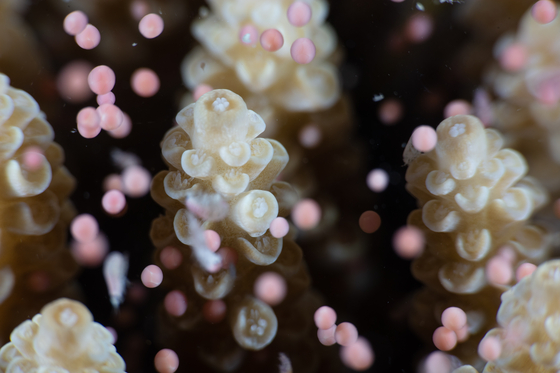 산호가 알을 낳는다? 호주서 포착한 20년 새 최대 규모 산란 장면