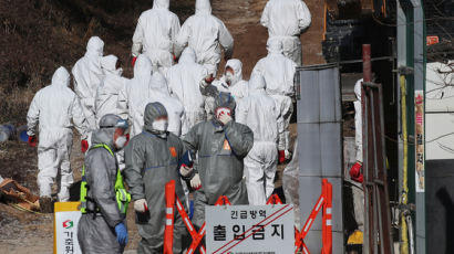 경기 여주 산란계 농장 고병원성 조류인플루엔자 확진