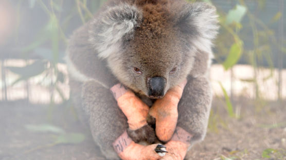‘멸종 위기’ 잠꾸러기들 찾아라···코알라 열감지 드론 띄운 호주