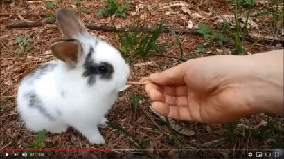 [더오래]공원 토끼와 놀던 은퇴자, 어떻게 유튜버로 떴나? 