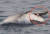 시민단체 핫핑크돌핀스가 지난 8일 오전 제주 서귀포시 대정읍 앞바다에서 구강암에 걸린 남방큰돌고래의 모습을 촬영했다고 9일 밝혔다. 핫핑크돌핀스에 따르면 해당 남방돌고래는 지난 2019년 해양동물생태보전연구소(MARC)에서 구강암에 걸린 것으로 확인된 개체다. 사진 핫핑크돌핀스