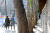 덕수궁 돌담과 나란히 줄지어 선 플라타너스. 50년이 넘은 이 나무들이 서울시가 추진하는 세종대로 보행환경 개선사업에 의해 잘려나갈 위기를 맞고 있다. 최정동 기자 