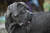 사라진 개는 사냥개인 ‘케인크로소’ 품종으로 시가는 150만 원 상당이었다. C는 시가 150만 원 상당의 재물 손괴죄로 기소되었다.[사진 pixabay]