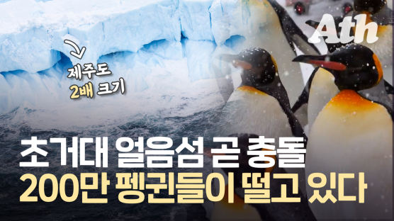 '제주 2배' 거대 빙산, 낙원 덮친다···200만 펭귄 떼죽음 위기
