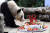 세계 최고령 판다 '신싱'이 지난 8월 16일 중국 남서부 충칭 시의 충칭 동물원에서 특별한 생일 케이크를 먹고 있다. 신싱은 태어난 지 38년 4개월만인 지난 8일 사망했다. 신화통신=연합뉴스
