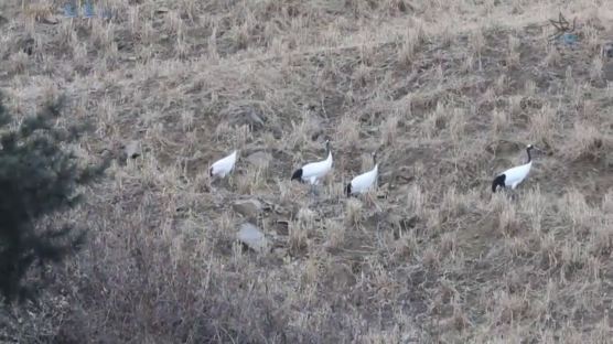 평야 아닌 이곳에 왜? 산 오르는 '등산객 두루미' 진풍경 [영상]