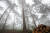 강원 강릉시 대관령의 금강소나무숲. 숲가꾸기 사업으로 베어낸 소나무도 보인다. [사진 산림청]