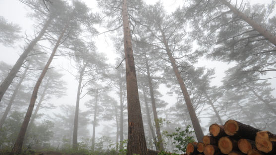 '한강의 기적' 여기에도 있다...이젠 221조 가치 한국의 푸른 산림