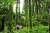 제주도 서귀포시에 있는 삼나무숲. [사진 산림청]
