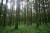 경기도 포천 국립수목원의 전나무 숲. 최대 직경은 120㎝, 높이는 41m다. [사진 산림청]