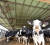 경북 포항시 전역에 폭염주의보가 발령된 지난해 6월 10일 오후 북구 기계면 젖소 농장 우사에 있는 소들이 대형 선풍기 아래에 모여 더위를 식히고 있다. 뉴스1