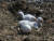 멸종위기 황새의 알과 유조의 모습. 세계자연기금 러시아지부
