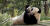 2017년 영국 에든버러 동물원의 판다 티안 티안. 영국은 판다를 위해 해마다 네덜란드에서 대나무 1억원 어치를 공수해오고 있다. [에든버러 동물원 유튜브 캡처]
