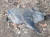 지난 4일 오후 2시30분쯤 양양군 서면 내현리 인근 야산에서 주민이 발견한 야생 멧돼지 폐사체. 사진 강원도