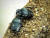 멸종위기종복원센터 곤충증식실의 사육장에 있는 소똥구리 한 쌍. 왕준열
