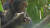 제인 구달 박사의 일대기를 다룬 내셔널 지오그래픽 다큐멘터리 '제인 구달: 희망'편에 나온 침팬지. 연합뉴스