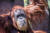 지난 9일 61년간의 생을 마감한 수마트라 오랑우탄 인지. 오리건 동물원에서 60년간 생활한 인지는 세계에서 가장 나이가 많은 오랑우탄이었다고 외신은 전했다. [미국 오리건 동물원 홈페이지]