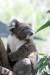 코알라는 독특한 외모와 행동으로 세계인의 사랑을 받고 있으며 캥거루와 함께 호주를 상징하는 동물이다. [사진 pixabay]