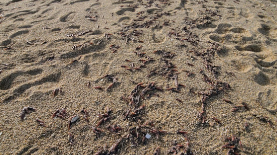 백사장 500m 널린 오징어 떼죽음…고성 해변선 무슨 일이