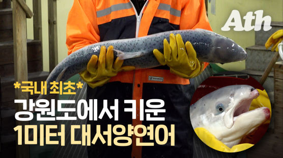 '국민 생선'된 대서양연어…동해 바닷물로 1m까지 키웠다