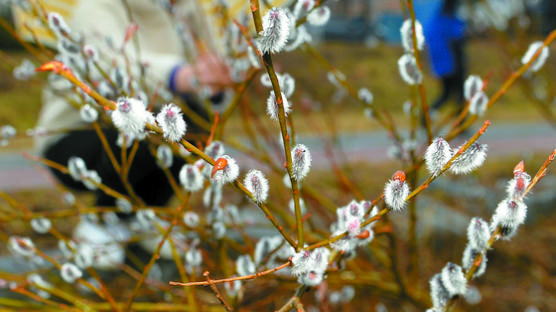 [사진] 봄의 전령 버들개지