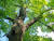 나무를 베고 나면 큰 둥치는 남정네들이 차지하더라도 가지들을 틈틈이 잘라 일년 동안 땔감으로 쓸 수 있다. [사진 pixabay]