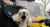 지난해 11월17일 충북 청주 식품의약품안전처 앞에서 동물단체 회원들이 주최한 '불법 개 사체 판매 단속 촉구' 기자회견에서 한 강아지가 짖고 있다. 뉴스1