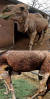 동물보호단체 비글구조네트워크가 2일 소셜네트워크서비스(SNS)에 공개한 사진. 낙타가 비위생적인 상태로 방치돼 있다. 사진 비글구조네트워크