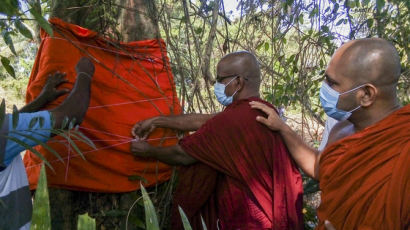벌목 될뻔한 세계 유일 레귐 나무…스리랑카서 '출가'시켰다