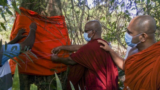 벌목 될뻔한 세계 유일 레귐 나무…스리랑카서 '출가'시켰다
