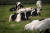 독일 북부 니엔스에 있는 농장의 초원에서 젖소들이 풀을 뜯고 있다. 소들의 은퇴처인 이곳에는 도살장에 끌려가기 직전에 구출된 소들이 자유롭게 살 수 있도록 방목하고 있다. EPA=연합뉴스