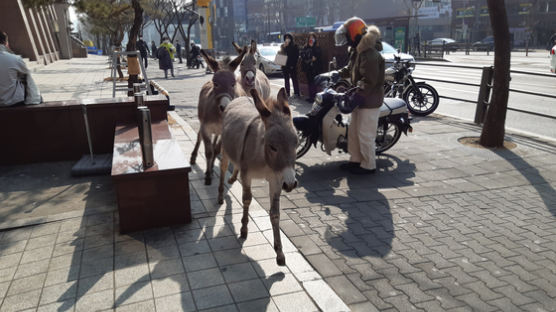 강남 신사역에 웬 당나귀 3마리…어디서 나타났나 했더니