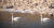 지난 9일 오전 경기도 연천군 군남댐 아래쪽 임진강에 나타난 ‘백조’ 한쌍. 연천지역사랑실천연대