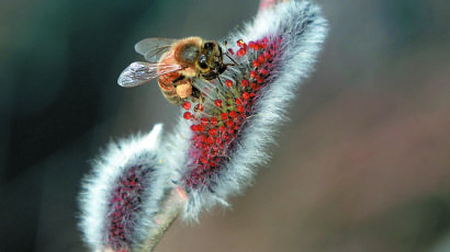 [한 컷] 꿀벌의 이른 봄나들이