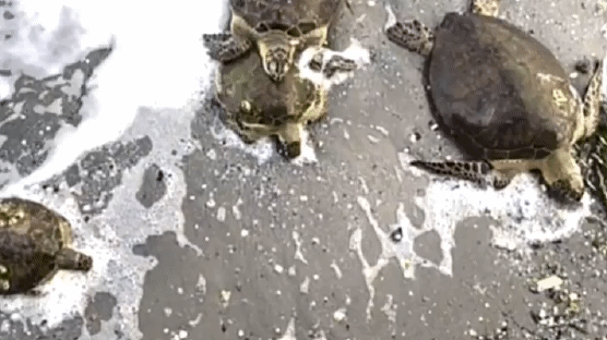 얼마나 추우면 거북이도 기절…美 텍사스 2500마리 구조 [영상] 