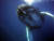 아름다운 '고래의 노래'를 부르기로 유명한 혹등고래. 국립수산과학원 고래연구소·국제자연보호연맹·국제포경위원회·세계자연기금