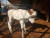 지난 19일 오후 4시쯤 경북 대창면 대창리에 사는 농민 하재수씨가 기르는 어미 소가 흰 송아지를 출산했다. [사진 영천시]
