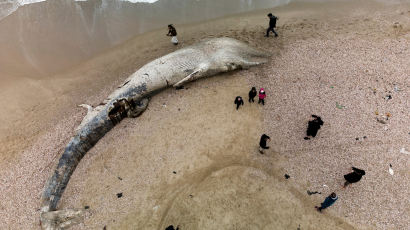 길이 17m 긴수염고래 사체 이스라엘서 발견, 인근 바다는 '타르 오염'