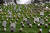 미 버지니아 알링턴 국립묘지. AFP=연합뉴스