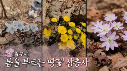[영상] 넌 누구니..봄을 부르는 '땅 꽃' 삼총사