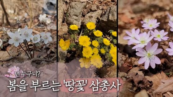 [영상] 넌 누구니..봄을 부르는 '땅 꽃' 삼총사