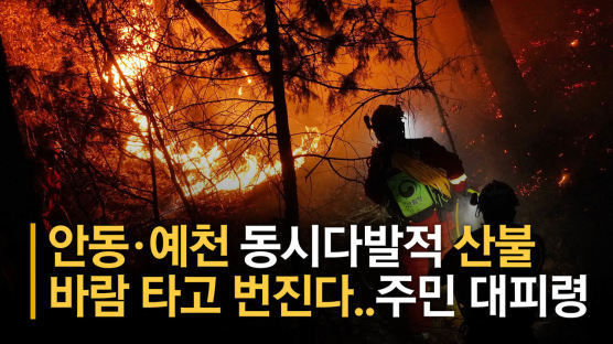 산들바람에 번진 산불, 축구장 414개 태웠다···복구에 20년 