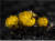 올해 국립공원에 핀 첫 봄꽃. 1월 24일 소백산국립공원 비로사에 복수초가 피었다. 사진 국립공원공단